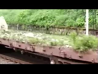 cow on a train