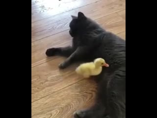 the goose is not a friend to the cat