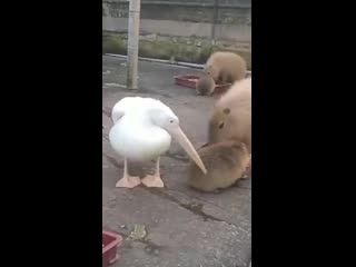 cheerful pelican