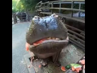 hippo eats watermelon