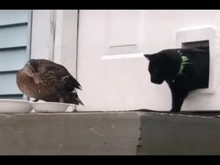 duck and cat