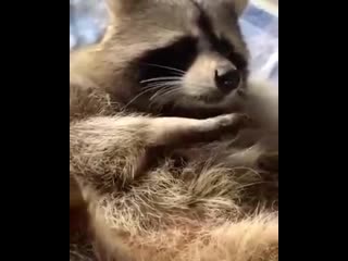 raccoon tyoma