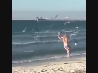 seagulls flocked to the smell of fish