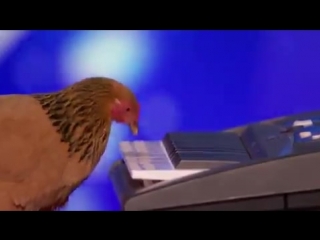 chicken playing the keyboard