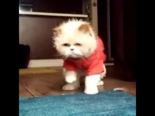 cat dances like michael jackson