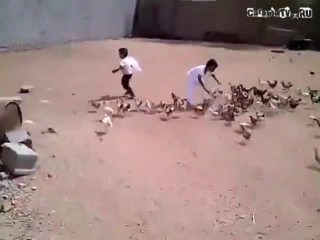 chicken attack